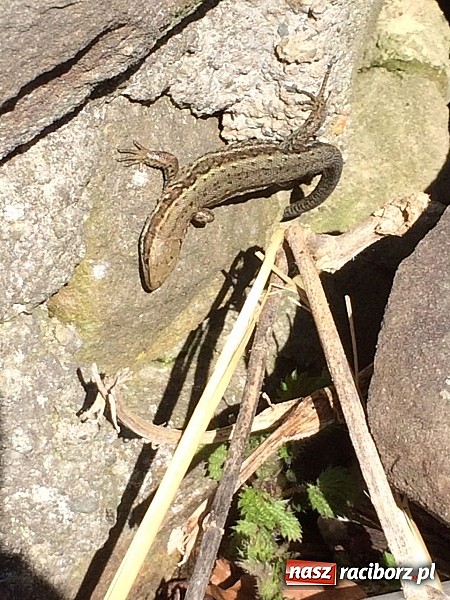 Zdjęcie w galerii na portalu naszraciborz.pl: Uczniowie z Nędzy z misją - przyroda w Babiogórskim Parku Narodowym  wiadomości z regionu