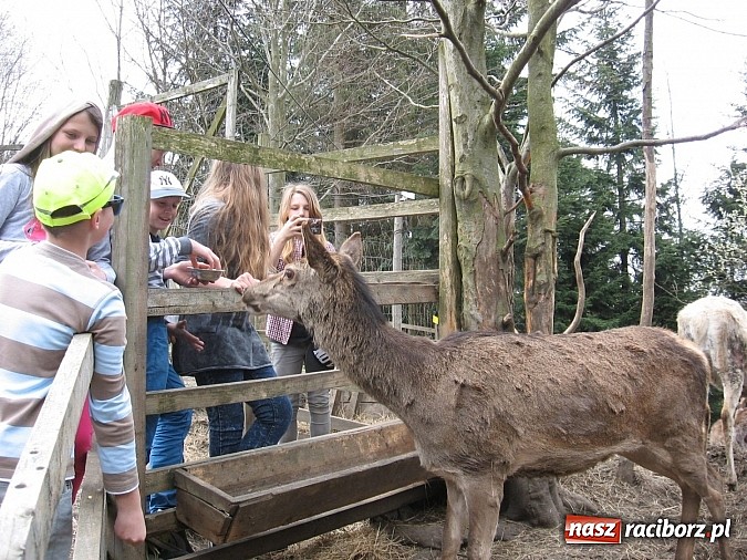 Zdjęcie w galerii na portalu naszraciborz.pl: Uczniowie z Nędzy z misją - przyroda w Babiogórskim Parku Narodowym  wiadomości z regionu