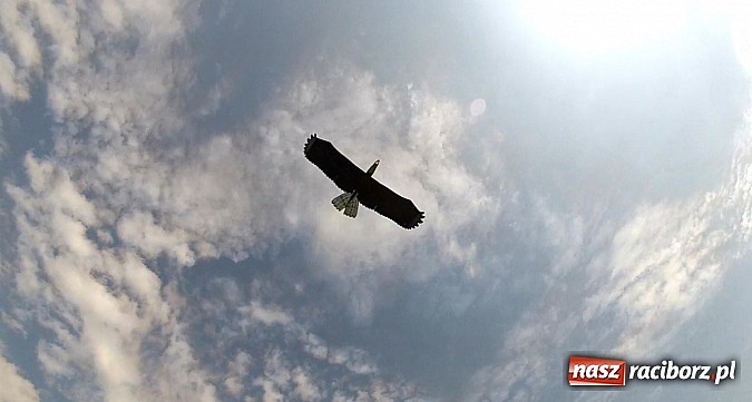 Zdjęcie w galerii na portalu naszraciborz.pl: Skrzydlaty Racibórz dał pokaz modelarski w Raszczycach  wiadomości z regionu