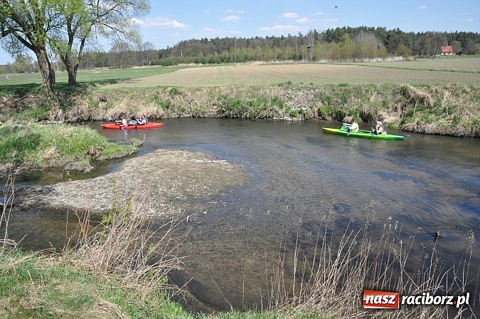 Zdjęcie w galerii na portalu naszraciborz.pl: Rekordowe VI Wielkie Sprzątanie Rzeki Rudy z Podróżnikiem Roku National Geographic wiadomości z regionu