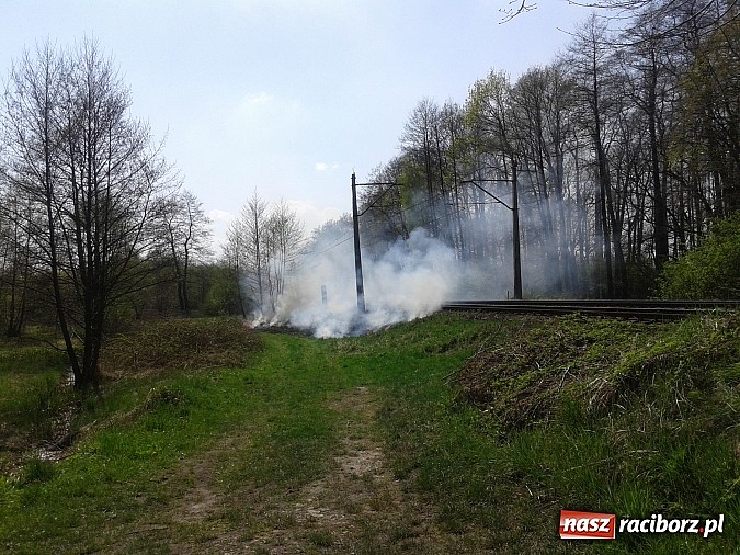 Zdjęcie w galerii na portalu naszraciborz.pl: Uczniowie podczas wycieczki dostrzegli pożar przy Łężczoku  wiadomości z regionu