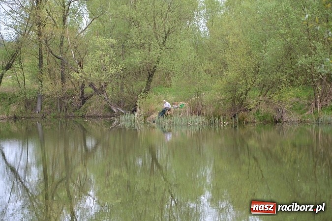 Zdjęcie w galerii na portalu naszraciborz.pl: Krzyżanowice - wędkarze rozpoczęli sezon  wiadomości z regionu