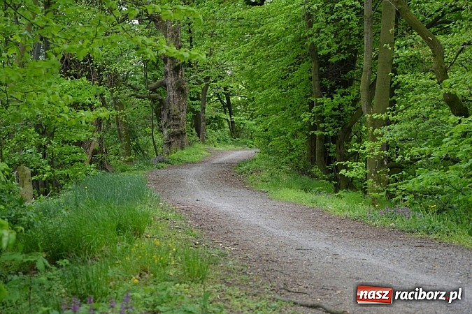 Zdjęcie w galerii na portalu naszraciborz.pl: Inauguracja sezonu rowerowego i nordic walking w gminie Krzyżanowice wiadomości z regionu