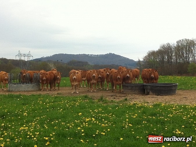 Zdjęcie w galerii na portalu naszraciborz.pl: Uczniowie ZSO nr 1 w Raciborzu gościli we Francji wiadomości z regionu