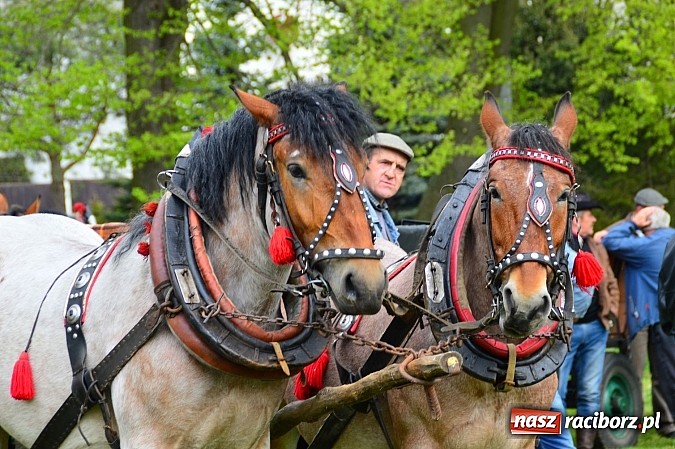 Zdjęcie w galerii na portalu naszraciborz.pl: Majówka konna w Kornicach rozpoczęta wiadomości z regionu