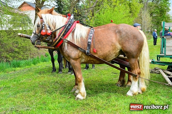 Zdjęcie w galerii na portalu naszraciborz.pl: Majówka konna w Kornicach rozpoczęta wiadomości z regionu