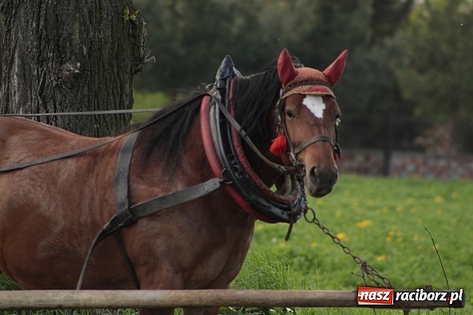 Zdjęcie w galerii na portalu naszraciborz.pl: Wojnowicka majówka rozpoczęta wiadomości z regionu