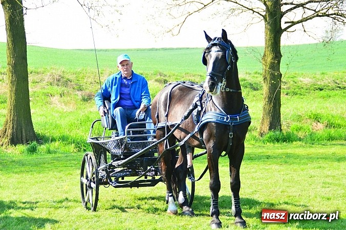 Zdjęcie w galerii na portalu naszraciborz.pl: Konna majówka w Kornicach - zawody w powożeniu  wiadomości z regionu
