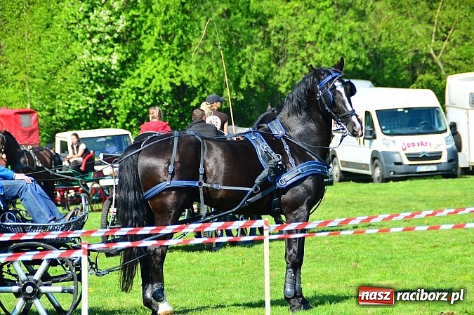 Zdjęcie w galerii na portalu naszraciborz.pl: Konna majówka w Kornicach - zawody w powożeniu  wiadomości z regionu