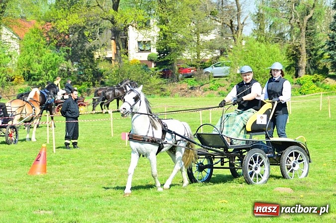 Zdjęcie w galerii na portalu naszraciborz.pl: Konna majówka w Kornicach - zawody w powożeniu  wiadomości z regionu
