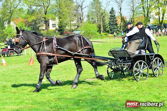Zdjęcie w galerii na portalu naszraciborz.pl: Konna majówka w Kornicach - zawody w powożeniu  wiadomości z regionu