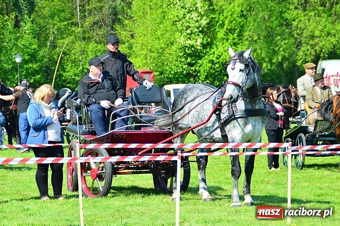 Zdjęcie w galerii na portalu naszraciborz.pl: Konna majówka w Kornicach - zawody w powożeniu  wiadomości z regionu