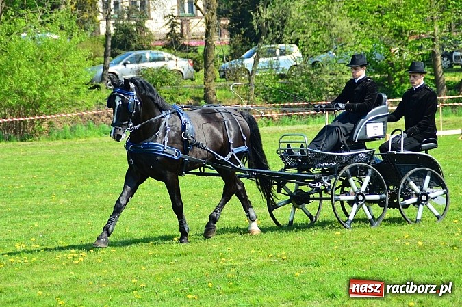 Zdjęcie w galerii na portalu naszraciborz.pl: Konna majówka w Kornicach - zawody w powożeniu  wiadomości z regionu