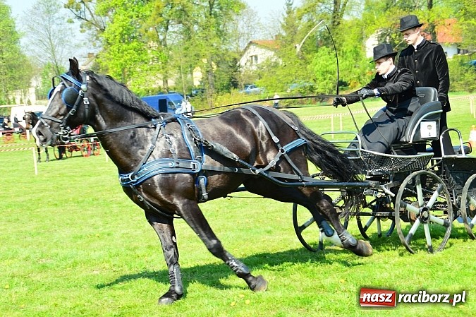 Zdjęcie w galerii na portalu naszraciborz.pl: Konna majówka w Kornicach - zawody w powożeniu  wiadomości z regionu