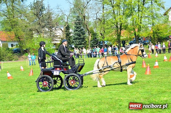 Zdjęcie w galerii na portalu naszraciborz.pl: Konna majówka w Kornicach - zawody w powożeniu  wiadomości z regionu
