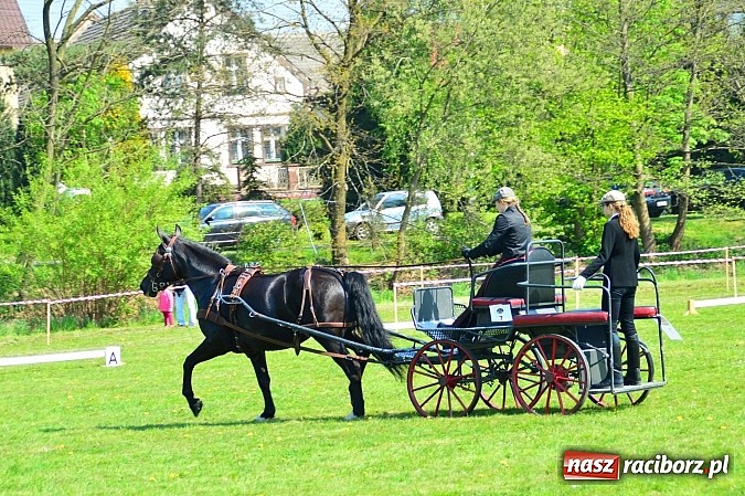Zdjęcie w galerii na portalu naszraciborz.pl: Konna majówka w Kornicach - zawody w powożeniu  wiadomości z regionu