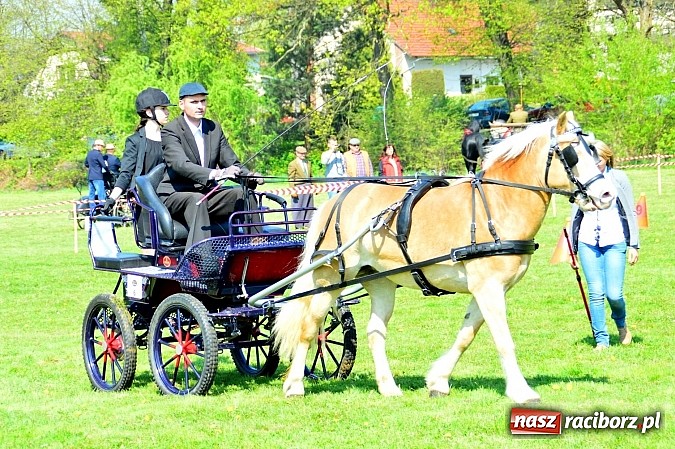 Zdjęcie w galerii na portalu naszraciborz.pl: Konna majówka w Kornicach - zawody w powożeniu  wiadomości z regionu
