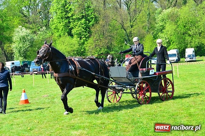 Zdjęcie w galerii na portalu naszraciborz.pl: Konna majówka w Kornicach - zawody w powożeniu  wiadomości z regionu