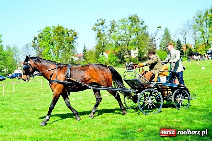 Zdjęcie w galerii na portalu naszraciborz.pl: Konna majówka w Kornicach - zawody w powożeniu  wiadomości z regionu