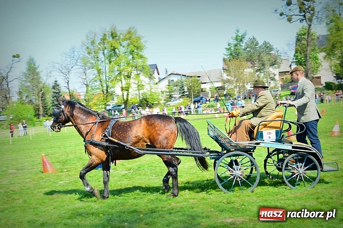 Zdjęcie w galerii na portalu naszraciborz.pl: Konna majówka w Kornicach - zawody w powożeniu  wiadomości z regionu