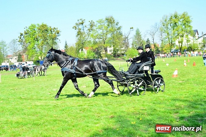 Zdjęcie w galerii na portalu naszraciborz.pl: Konna majówka w Kornicach - zawody w powożeniu  wiadomości z regionu