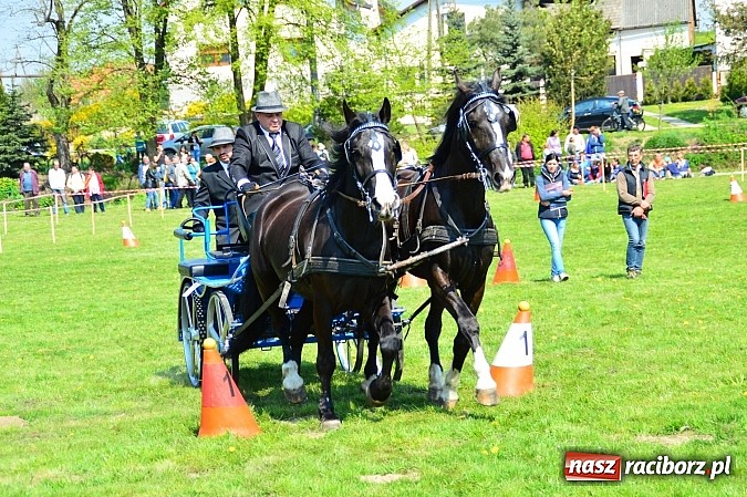 Zdjęcie w galerii na portalu naszraciborz.pl: Konna majówka w Kornicach - zawody w powożeniu  wiadomości z regionu