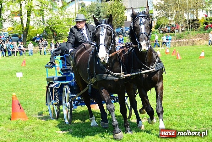 Zdjęcie w galerii na portalu naszraciborz.pl: Konna majówka w Kornicach - zawody w powożeniu  wiadomości z regionu