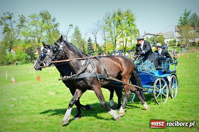 Zdjęcie w galerii na portalu naszraciborz.pl: Konna majówka w Kornicach - zawody w powożeniu  wiadomości z regionu