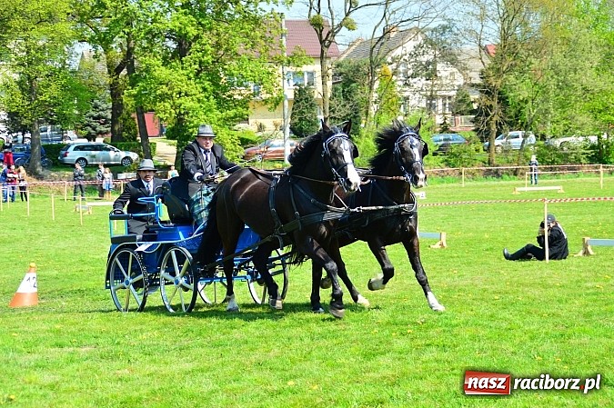 Zdjęcie w galerii na portalu naszraciborz.pl: Konna majówka w Kornicach - zawody w powożeniu  wiadomości z regionu