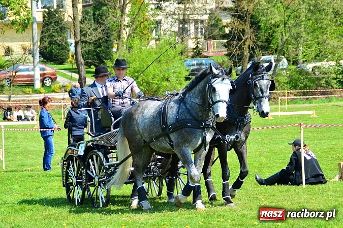 Zdjęcie w galerii na portalu naszraciborz.pl: Konna majówka w Kornicach - zawody w powożeniu  wiadomości z regionu