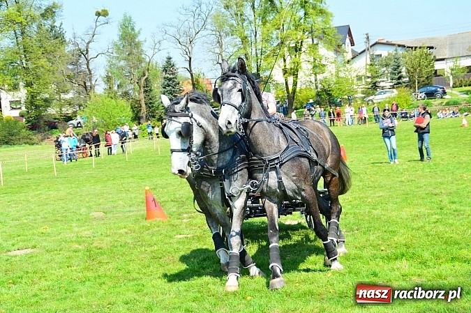 Zdjęcie w galerii na portalu naszraciborz.pl: Konna majówka w Kornicach - zawody w powożeniu  wiadomości z regionu
