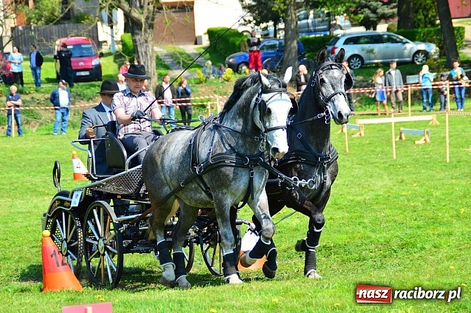 Zdjęcie w galerii na portalu naszraciborz.pl: Konna majówka w Kornicach - zawody w powożeniu  wiadomości z regionu
