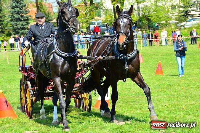 Zdjęcie w galerii na portalu naszraciborz.pl: Konna majówka w Kornicach - zawody w powożeniu  wiadomości z regionu