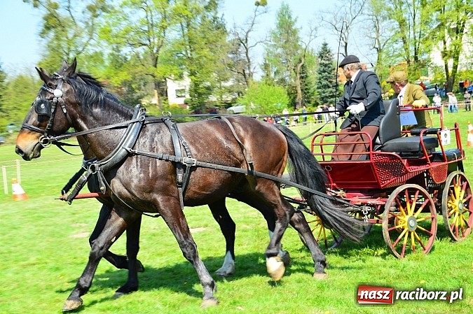 Zdjęcie w galerii na portalu naszraciborz.pl: Konna majówka w Kornicach - zawody w powożeniu  wiadomości z regionu