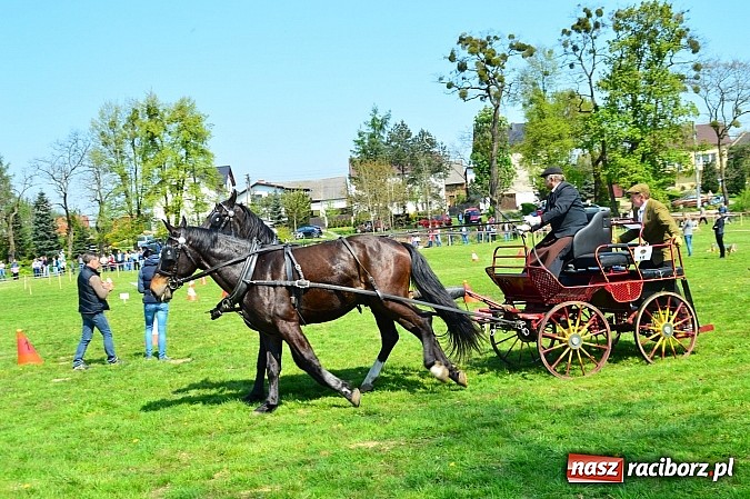 Zdjęcie w galerii na portalu naszraciborz.pl: Konna majówka w Kornicach - zawody w powożeniu  wiadomości z regionu