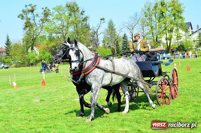 Zdjęcie w galerii na portalu naszraciborz.pl: Konna majówka w Kornicach - zawody w powożeniu  wiadomości z regionu