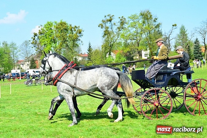 Zdjęcie w galerii na portalu naszraciborz.pl: Konna majówka w Kornicach - zawody w powożeniu  wiadomości z regionu