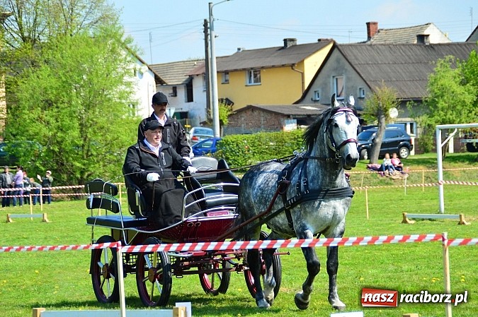 Zdjęcie w galerii na portalu naszraciborz.pl: Konna majówka w Kornicach - zawody w powożeniu  wiadomości z regionu