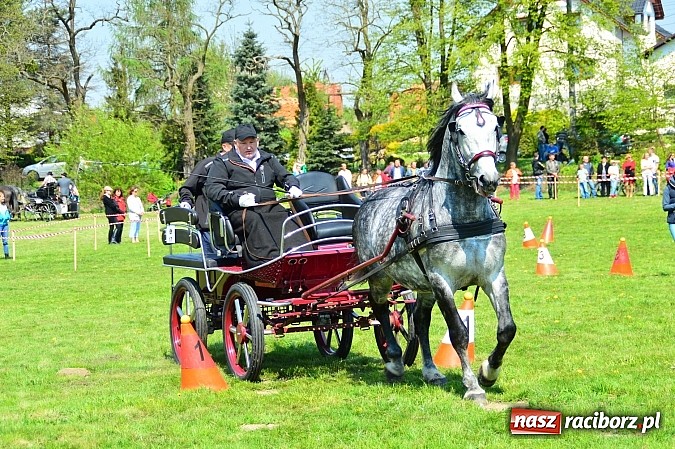 Zdjęcie w galerii na portalu naszraciborz.pl: Konna majówka w Kornicach - zawody w powożeniu  wiadomości z regionu