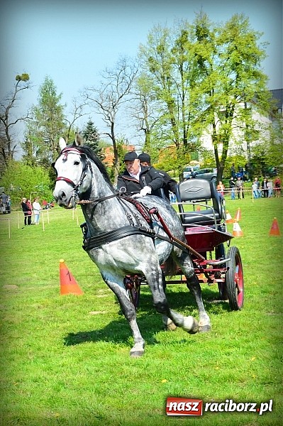 Zdjęcie w galerii na portalu naszraciborz.pl: Konna majówka w Kornicach - zawody w powożeniu  wiadomości z regionu