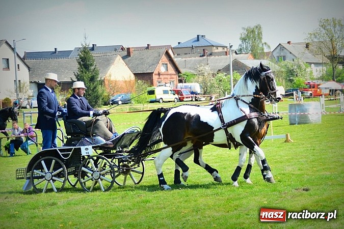 Zdjęcie w galerii na portalu naszraciborz.pl: Konna majówka w Kornicach - zawody w powożeniu  wiadomości z regionu