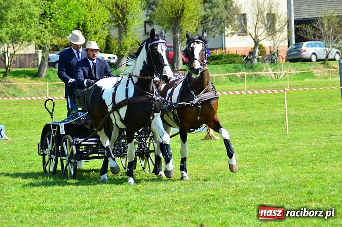Zdjęcie w galerii na portalu naszraciborz.pl: Konna majówka w Kornicach - zawody w powożeniu  wiadomości z regionu