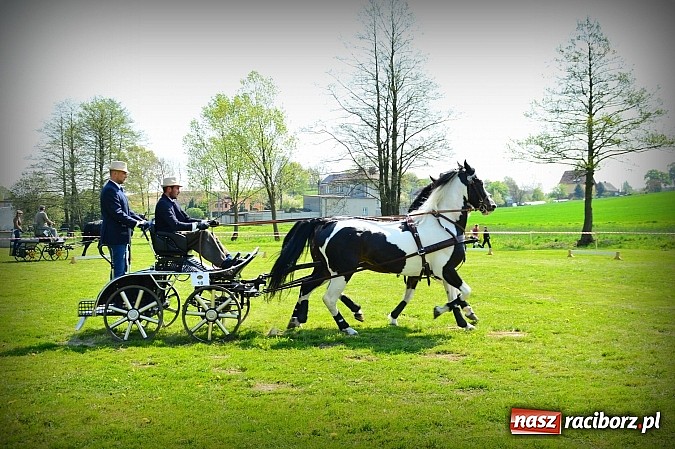 Zdjęcie w galerii na portalu naszraciborz.pl: Konna majówka w Kornicach - zawody w powożeniu  wiadomości z regionu