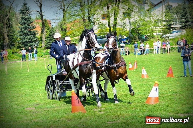 Zdjęcie w galerii na portalu naszraciborz.pl: Konna majówka w Kornicach - zawody w powożeniu  wiadomości z regionu