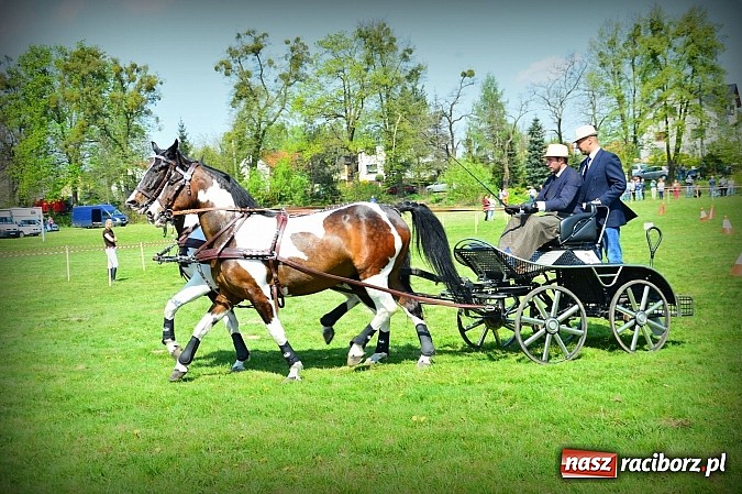 Zdjęcie w galerii na portalu naszraciborz.pl: Konna majówka w Kornicach - zawody w powożeniu  wiadomości z regionu