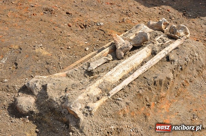 Zdjęcie w galerii na portalu naszraciborz.pl: Wykopaliska przy kościele pw. św. Jakuba przynoszą ciekawe odkrycia. Są tu groby skazańców wiadomości z regionu