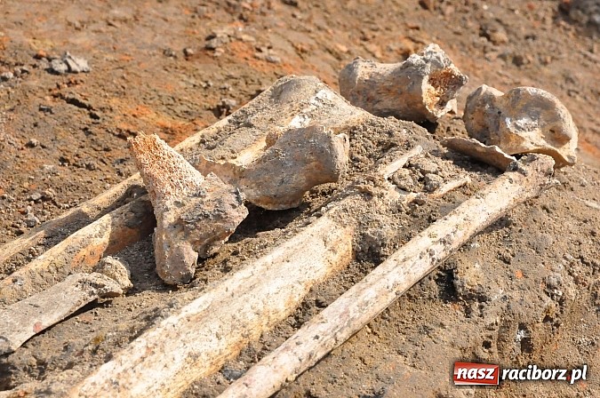 Zdjęcie w galerii na portalu naszraciborz.pl: Wykopaliska przy kościele pw. św. Jakuba przynoszą ciekawe odkrycia. Są tu groby skazańców wiadomości z regionu