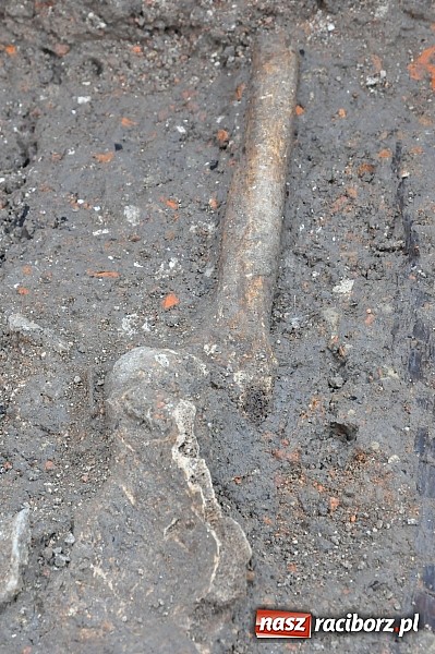 Zdjęcie w galerii na portalu naszraciborz.pl: Wykopaliska przy kościele pw. św. Jakuba przynoszą ciekawe odkrycia. Są tu groby skazańców wiadomości z regionu