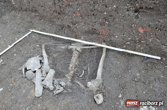 Zdjęcie w galerii na portalu naszraciborz.pl: Wykopaliska przy kościele pw. św. Jakuba przynoszą ciekawe odkrycia. Są tu groby skazańców wiadomości z regionu