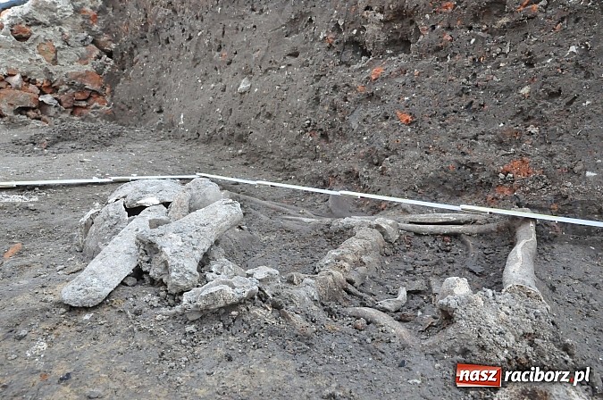 Zdjęcie w galerii na portalu naszraciborz.pl: Wykopaliska przy kościele pw. św. Jakuba przynoszą ciekawe odkrycia. Są tu groby skazańców wiadomości z regionu